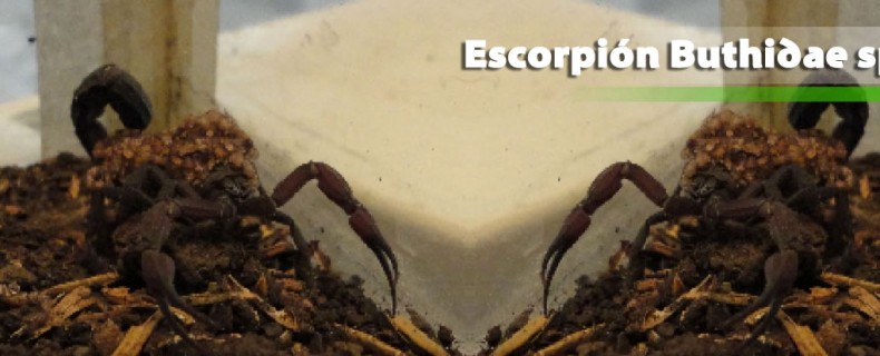 Escorpión Buthidae sp