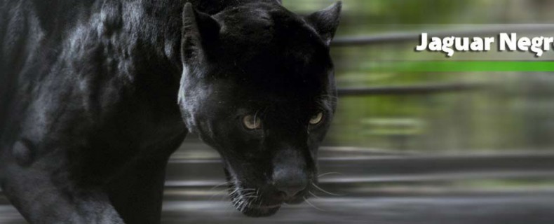 Jaguar Negro