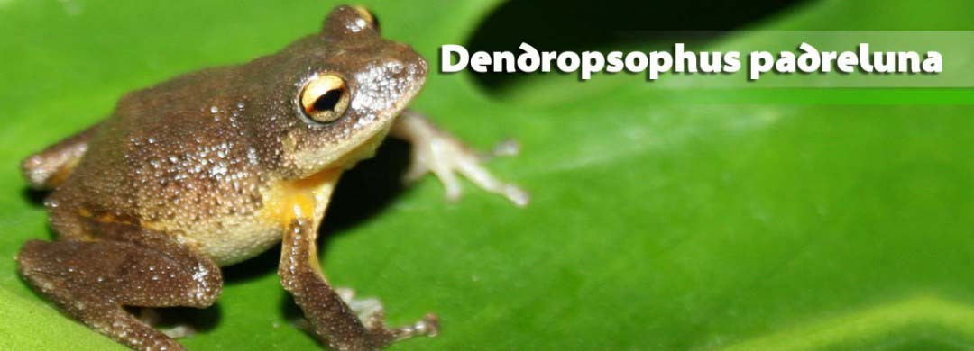 Dendropsophus padreluna