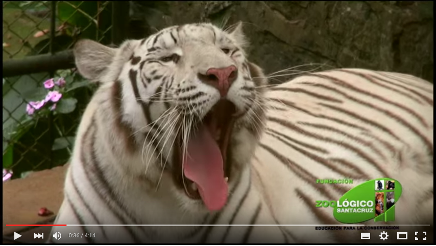 Zoológico Santacruz (video)